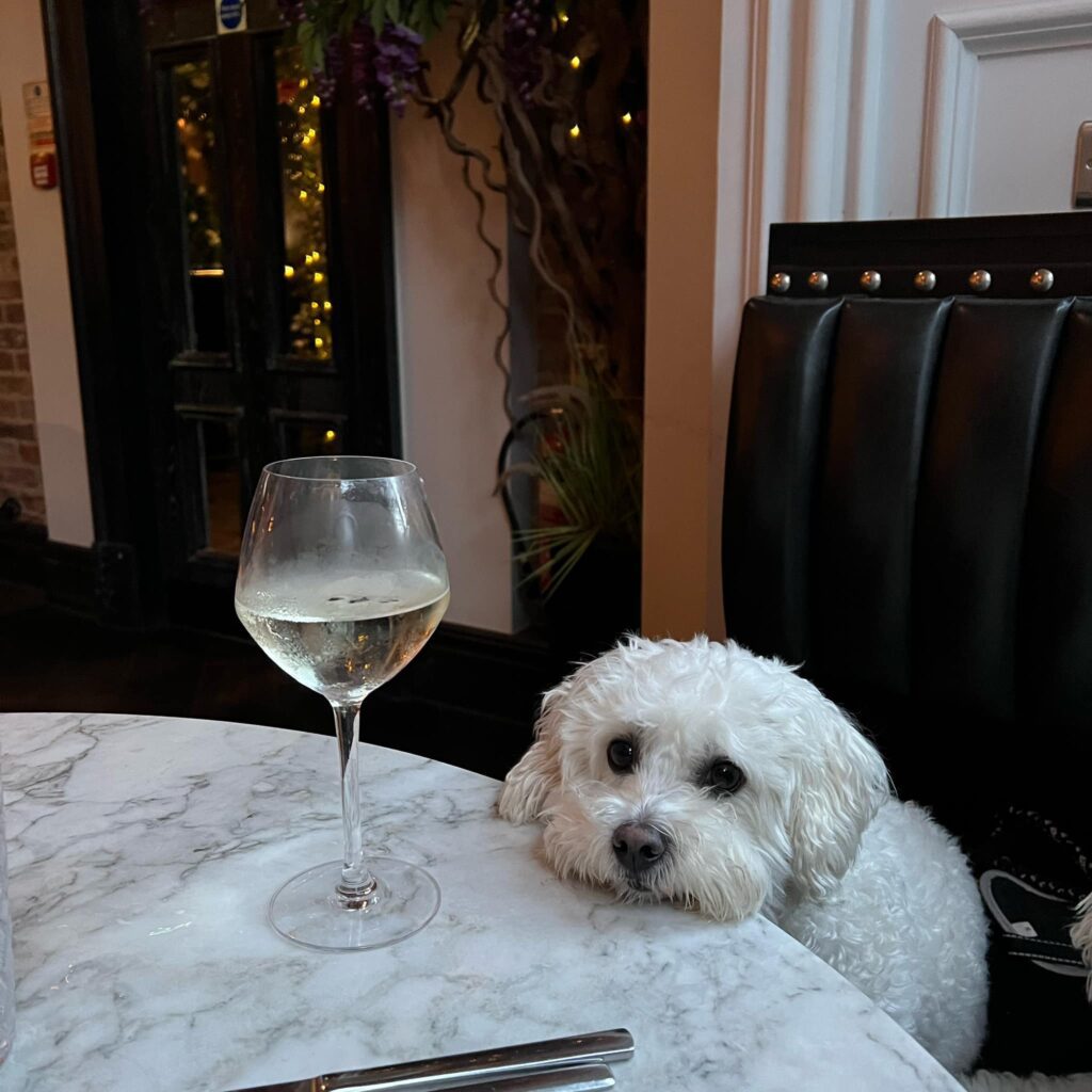 A cute small white dog lies its head on a marble table while sitting in a leather booth at Edinburgh's Black Ivy. A large glass of wine sits to the left. 