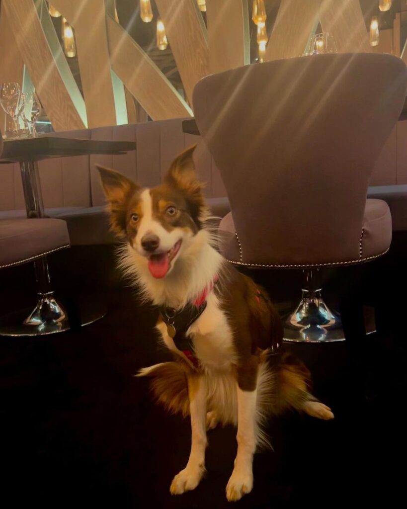 Faye the dog sitting nicely in front of a table in Gaucho Edinburgh's restaurant. She is a regular in the dog friendly restaurant.