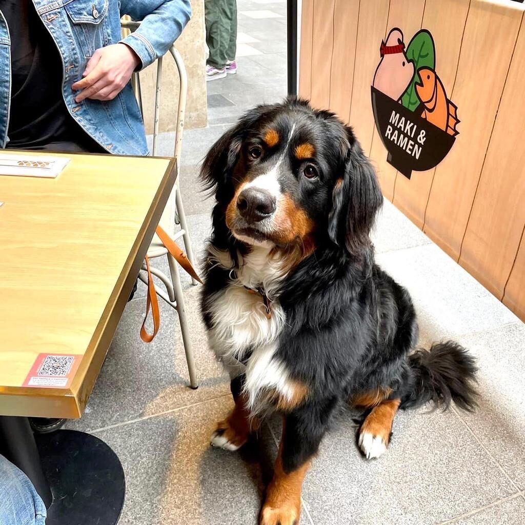 A large Bernese Mountain dog sitting patiently at a Maki & Ramen table in Edinburgh. 