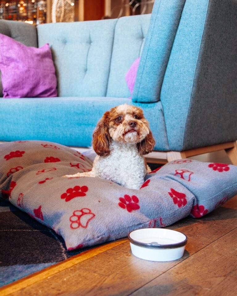 16 of the best dogfriendly restaurants in Edinburgh Scotsman Food