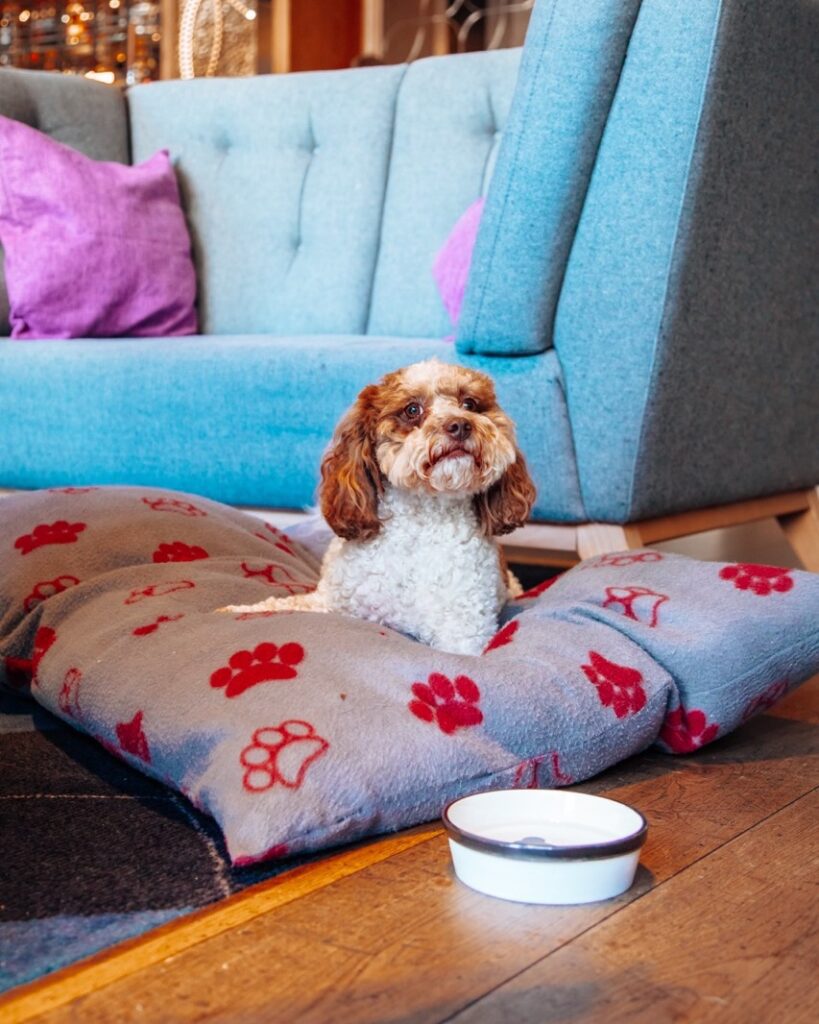 A small dog lies on a large dog bed with a bowl of water in front in Monboddo Edinburgh. 