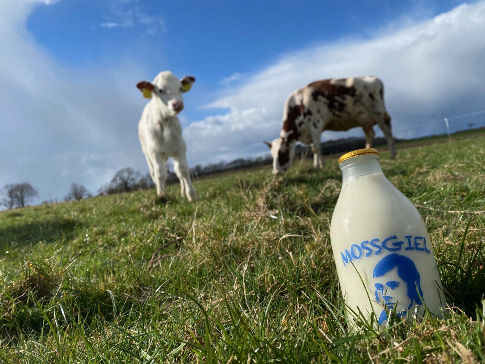 Scran season 7: The changing nature of Scotland's dairy industry ...
