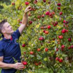 Apples and grains event will celebrate Fife producers including Daftmill and Naughton Cider
