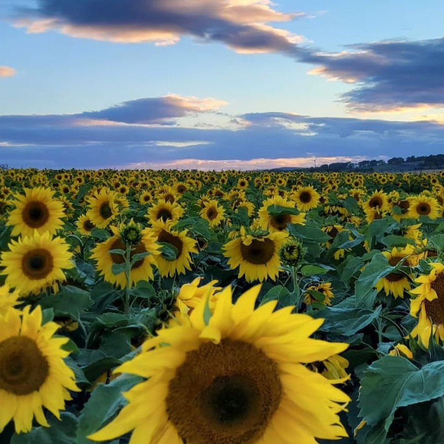 The best places in Scotland to pick your own sunflowers this summer ...