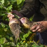 Lidl to open pick your own turnip patch for a traditional Scottish Halloween - here’s where and when to visit