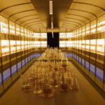 Inside Johnnie Walker’s £50,000 Vault private blending whisky experience 