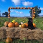 ‘Incredible’ Scottish family-friendly farm sold - and pumpkin picking scrapped