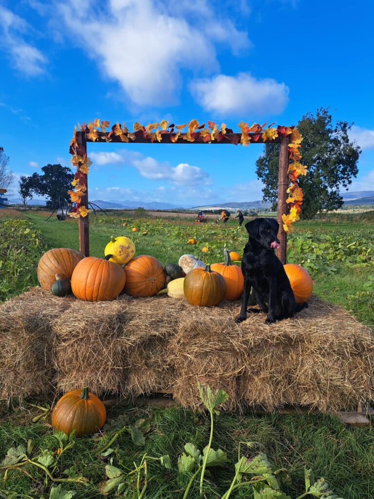 South Ardbennie Farm in Perthshire will no longer be open for pick your own pumpkins