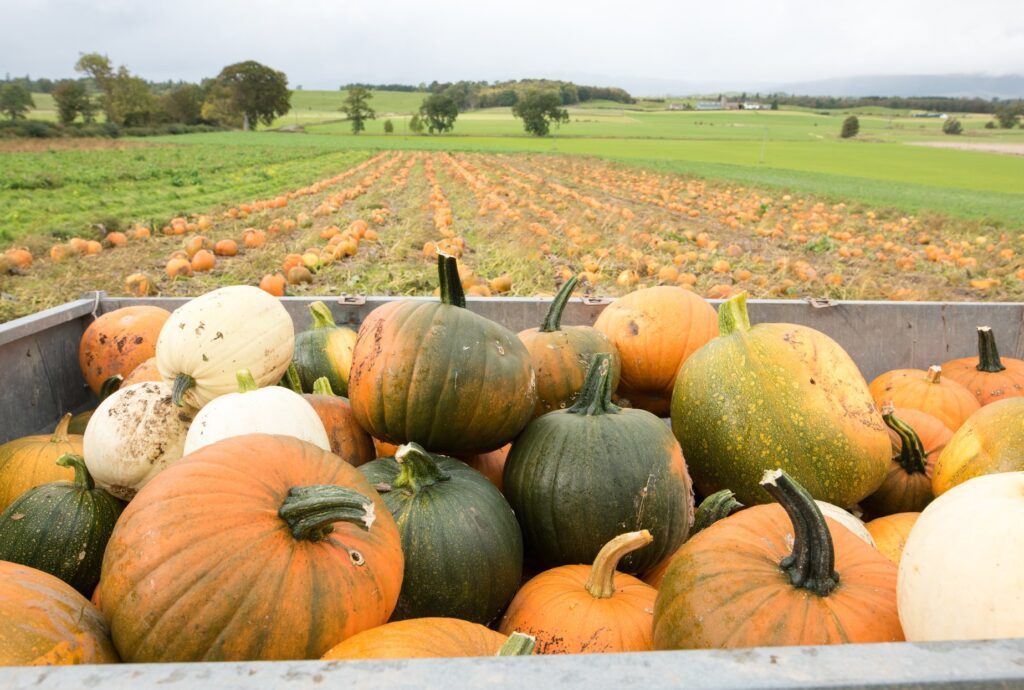 Arnprior golden ticket