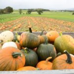 Scottish pumpkin patch launches 'lifetime golden ticket' competition to celebrate 10 years