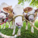 Bonus Scran: The countdown to the Royal Highland Show 2026